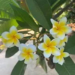 Erini فيلة بروتاراس