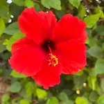 Erini
