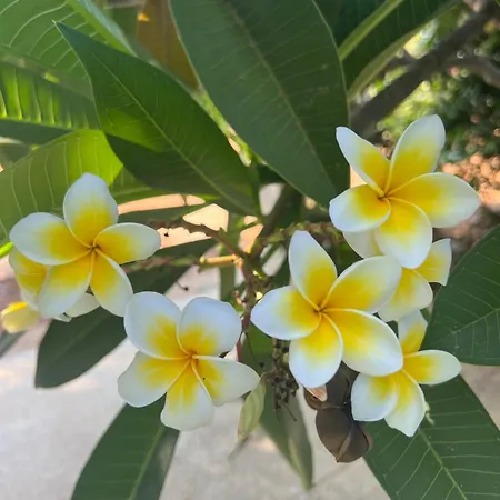 Erini Villa Protaras