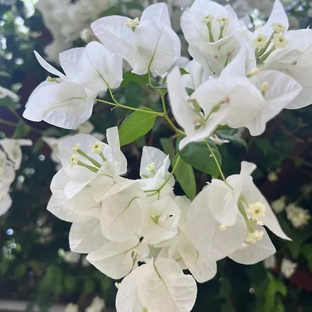 Erini Villa Protaras