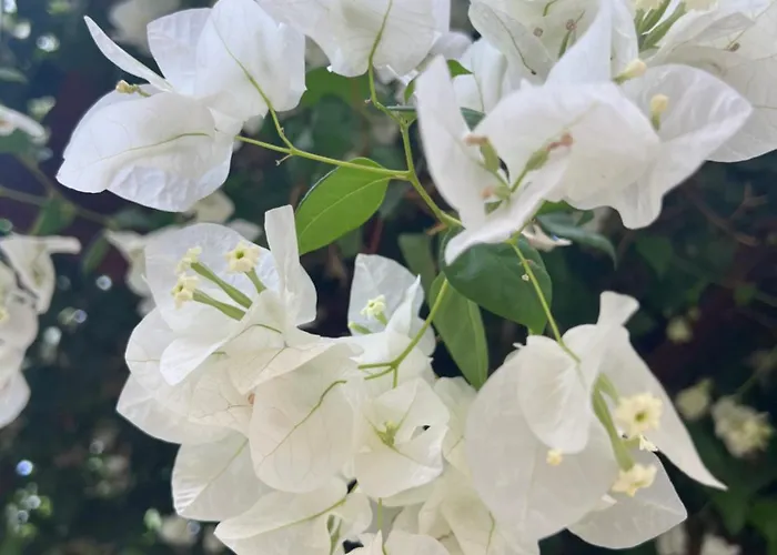 Erini Vilă Protaras