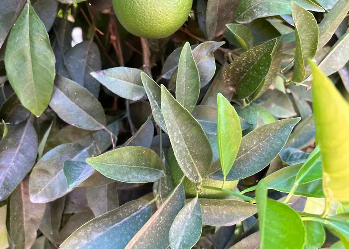 Vilă Erini Protaras